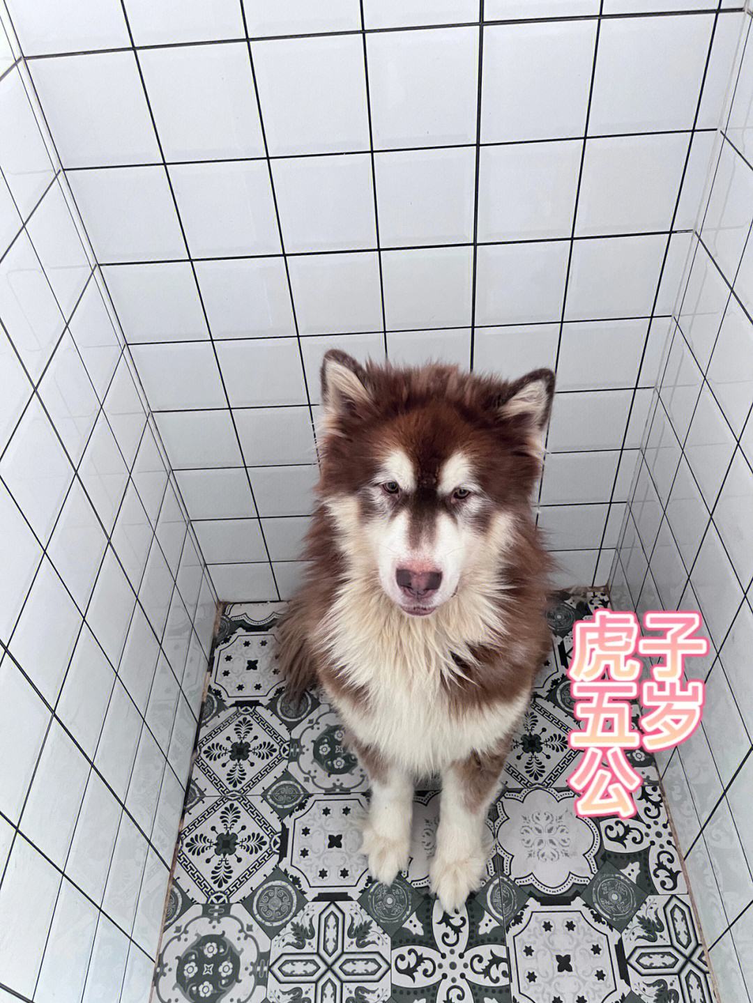 {線上賭場}(郑州宠物狗狗免费领养中心)